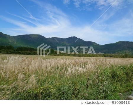 陽光明媚的秋日蒲葦草甸 95000418