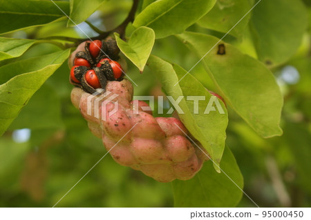 Magnolia 玉蘭在第一個春天開著大白花。秋天的紅色漿果 Magnolia 玉蘭在第一個春天開著大白花。秋天的紅色漿果 95000450