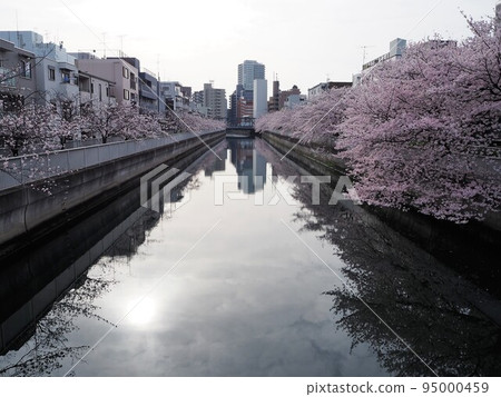 A row of cherry blossom trees in Sendai Horikawa A row of cherry blossom trees in Sendai Horikawa 95000459
