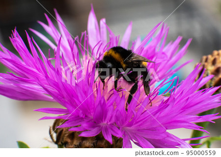 Close up of a purple fower and a bumble bee 95000559