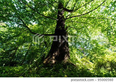 Low angle view of a large platanus tree 95000560