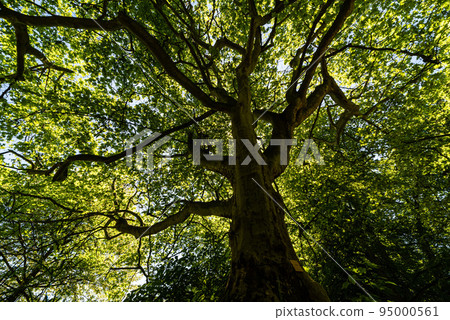 Low angle view of a large platanus tree 95000561
