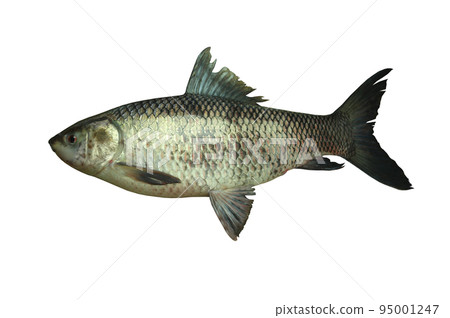ROHU Fish or Yisok fish in the name of Thailand isolated on white. 95001247