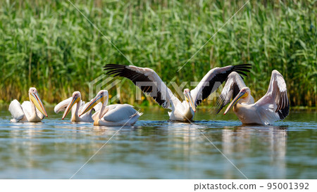 A white mute swan in the wilderness of the danube delta in romania 95001392