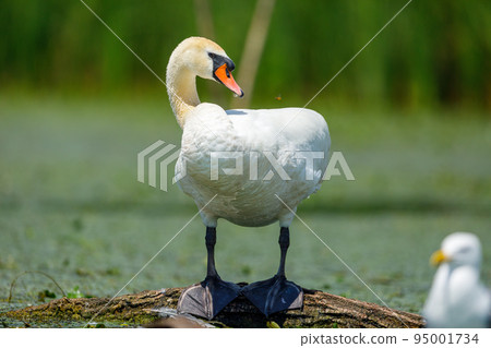 A white mute swan in the wilderness of the danube delta in romania 95001734