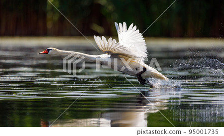 A white mute swan in the wilderness of the danube delta in romania 95001735