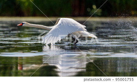 A white mute swan in the wilderness of the danube delta in romania 95001755