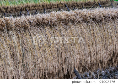 圖：在陽光明媚的秋日，全家人將收穫的稻穀掛在一棵長樹上曬乾 95002176