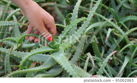 Woman hand tears off leaves of aloe vera from bush 95002863