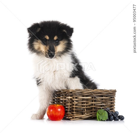 puppy Rough Collie 95003477
