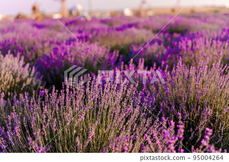 Lavender field. Purple flowers on the field. Provence Lavender field. Purple flowers on the field. Provence 95004264