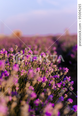 Lavender field. Purple flowers on the field. Provence Lavender field. Purple flowers on the field. Provence 95004265