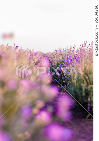 Lavender field. Purple flowers on the field. Provence 95004266