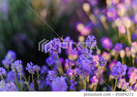 Lavender field. Purple flowers on the field. Provence Lavender field. Purple flowers on the field. Provence 95004272