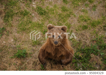 The bear stands on two legs. Brown bear in the forest 95004329
