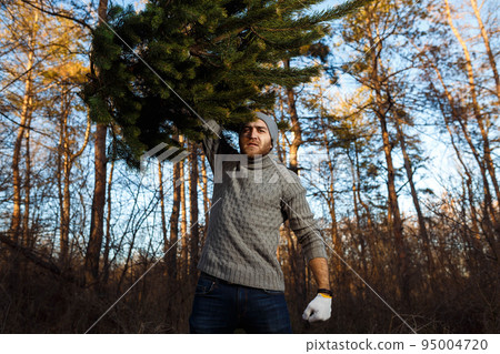 Young man is carrying christmas tree in the wood. men with a beard bears home a Christmas tree. 95004720