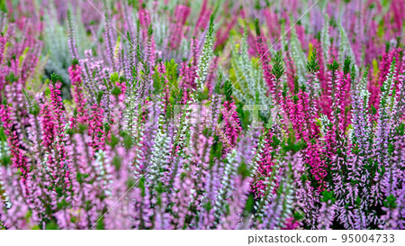 Heather flowers of different colors. beautiful autumn flower Heather flowers of different colors. beautiful autumn flower 95004733