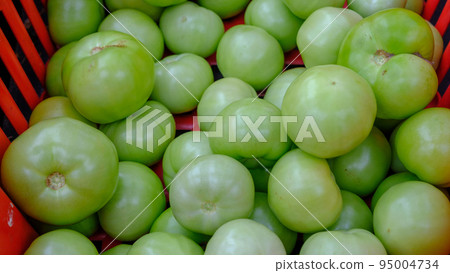 Lots of fresh healthy green tomatoes in a red plastic box. Lots of fresh healthy green tomatoes in a red plastic box. 95004734