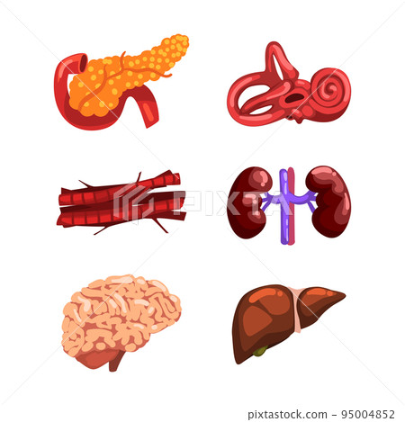 Human Internal Organs with Brain, Veins, Liver, Kidneys, Inner Ear and Pancreas Vector Set Human Internal Organs with Brain, Veins, Liver, Kidneys, Inner Ear and Pancreas Vector Set 95004852