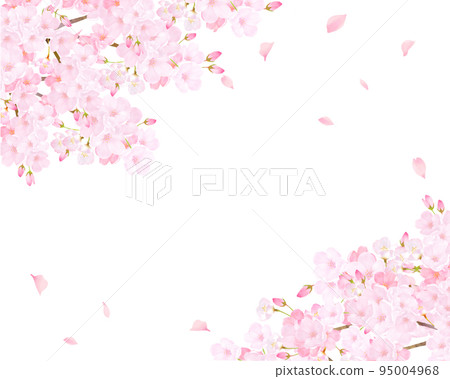 Beautiful and gorgeous light pink cherry blossoms in full bloom and spring white background frame vector material illustration Beautiful and gorgeous light pink cherry blossoms in full bloom and spring white background frame vector material illustration 95004968