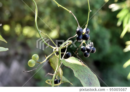Fruit of Aotutsurafuji 95005087