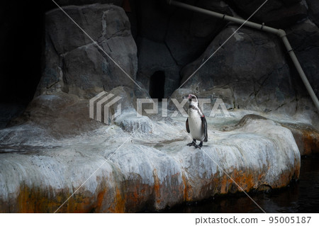 Penguin standing in zoo, on the rocks near the water Penguin standing in zoo, on the rocks near the water 95005187
