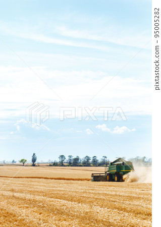 Time to harvest! Beautiful view of the work of the combine harvesting wheat. Harvester machine. 95005282