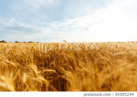 Backdrop of ripening ears of yellow wheat field on the sunset orange sky background. Idea of a rich harvest. 95005294