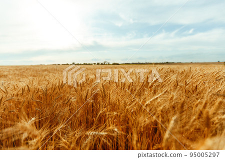 Backdrop of ripening ears of yellow wheat field on the sunset orange sky background. Idea of a rich harvest. Backdrop of ripening ears of yellow wheat field on the sunset orange sky background. Idea of a rich harvest. 95005297