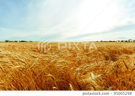 Backdrop of ripening ears of yellow wheat field on the sunset orange sky background. Idea of a rich harvest. Backdrop of ripening ears of yellow wheat field on the sunset orange sky background. Idea of a rich harvest. 95005298