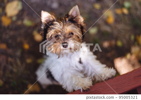 Yorkshire terrier dog looks up Yorkshire terrier dog looks up 95005321
