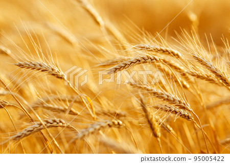 Amazing agriculture sunset landscape.Growth nature harvest. Wheat field natural product. Amazing agriculture sunset landscape.Growth nature harvest. Wheat field natural product. 95005422