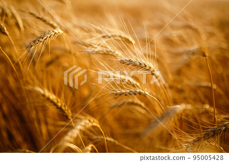 Amazing agriculture sunset landscape.Growth nature harvest. Wheat field natural product. Amazing agriculture sunset landscape.Growth nature harvest. Wheat field natural product. 95005428