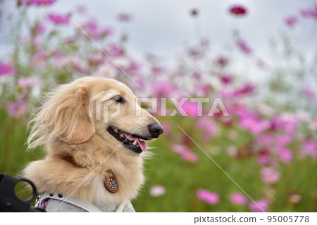 Dax and cosmos 95005778