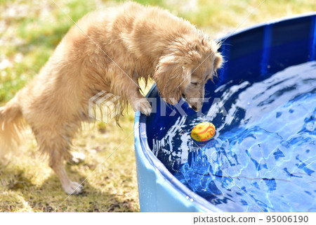 Dachshund playing in the water Dachshund playing in the water 95006190