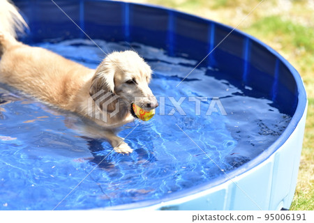 Dachshund playing in the water Dachshund playing in the water 95006191