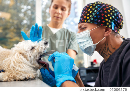 Veterinary and animal care. Doctor inserting Tracheal tube helping the dog. High quality photo Veterinary and animal care. Doctor inserting Tracheal tube helping the dog. High quality photo 95006276