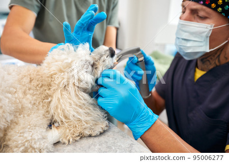 Veterinary and animal care. Doctor inserting Tracheal tube helping the dog. High quality photo Veterinary and animal care. Doctor inserting Tracheal tube helping the dog. High quality photo 95006277