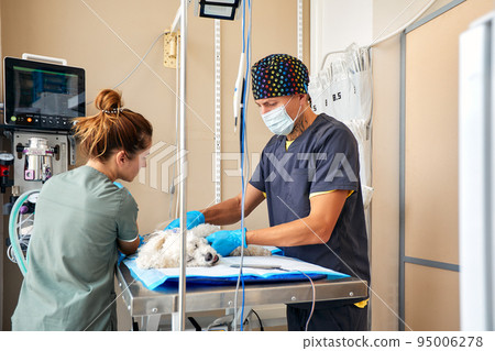 Veterinarian team preparing dog for surgery on operating table Veterinarian team preparing dog for surgery on operating table 95006278