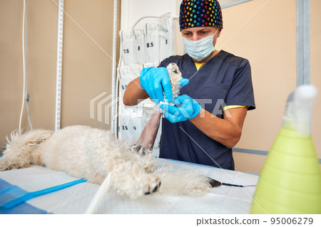 Veterinarian shaving a dog before treatment. doctor at the animal clinic with an anesthetized dog. Veterinarian shaving a dog before treatment. doctor at the animal clinic with an anesthetized dog. 95006279