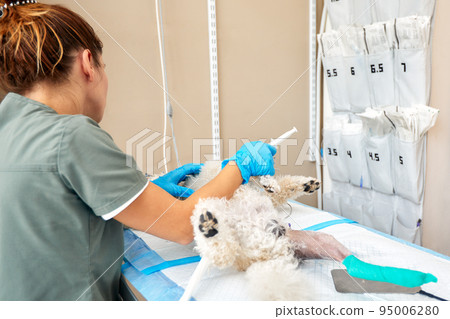 Close-up of female veterinarian giving injection of medication to dog in clinic. Pet vaccination or veterinary treatment concept Close-up of female veterinarian giving injection of medication to dog in clinic. Pet vaccination or veterinary treatment concept 95006280