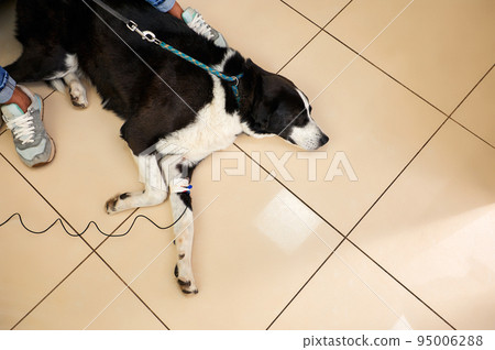 A sick dog lies under a dropper at home. Therapeutic dropper for the large dog A sick dog lies under a dropper at home. Therapeutic dropper for the large dog 95006288