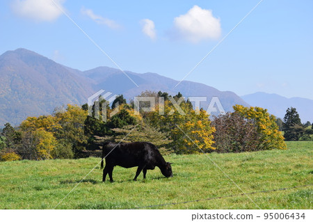 Cattle grazing Tsukiyama Kogen Ranch Yamagata Prefecture Cattle grazing Tsukiyama Kogen Ranch Yamagata Prefecture 95006434
