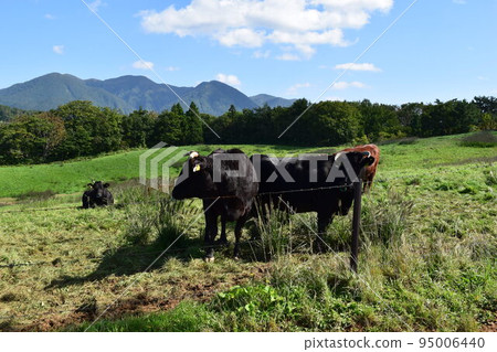 放牧 月山高原牧場 山形縣 放牧 月山高原牧場 山形縣 95006440