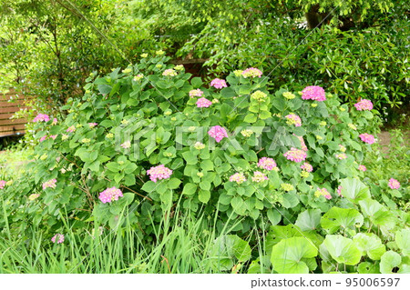 hydrangea flower hydrangea flower 95006597