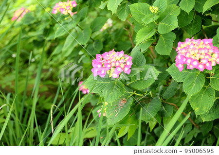 hydrangea flower hydrangea flower 95006598
