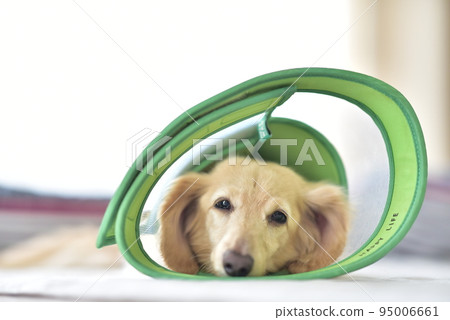 Dachshund wearing an Elizabethan collar 95006661