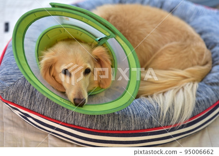 Dachshund wearing an Elizabethan collar 95006662