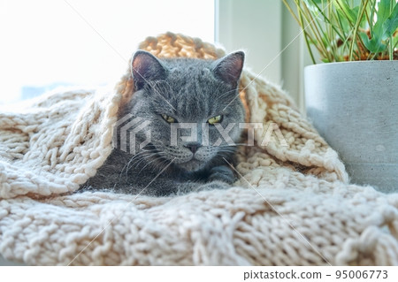 Gray cat sleeping on warm knitted woolen scarf on window, in cold autumn winter season Gray cat sleeping on warm knitted woolen scarf on window, in cold autumn winter season 95006773