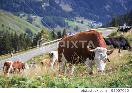 cows on a mountain pasture cows on a mountain pasture 95007030